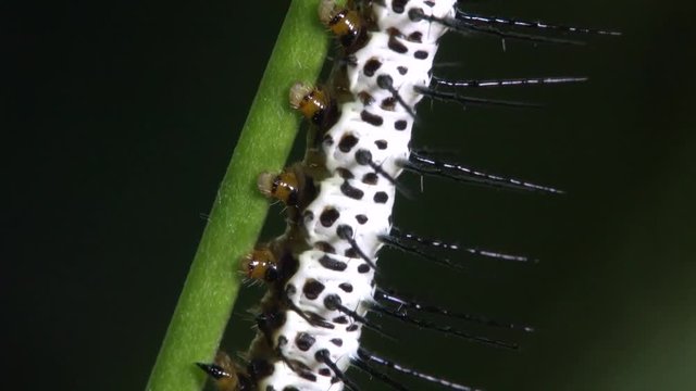 Zebra longwing butterfly caterpillar walks on a branch.