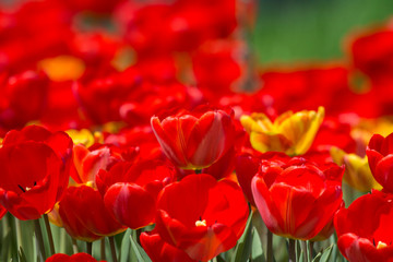 Wonderful spring flowers