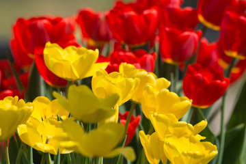Fototapeta premium Wonderful spring flowers