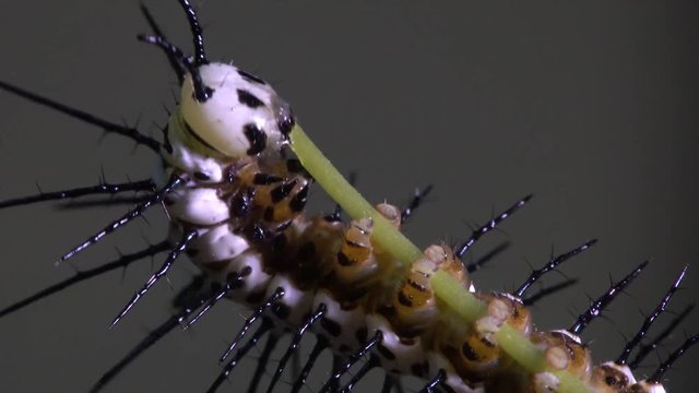Zebra longwing butterfly caterpillar feeds and eats on a branch.