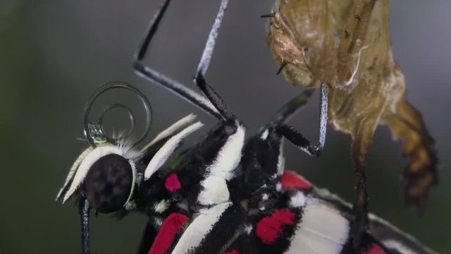 Zebra longwing butterfly female inspects the crysalis with proboscis in slow motion.