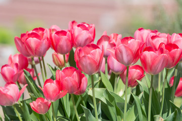 Fototapeta premium Wonderful spring flowers