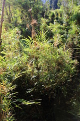 bosque, patagonia, Chile, Carretera Austral, sur, &aacute;rbol, &aacute;rboles