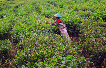 Woman gathers green tea at the plantation on Sumatra island, Indonesia