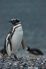 Naklejka premium Pingüinos