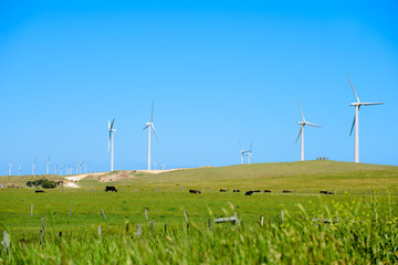 Wind turbines in green field with cows grazing, Australia
