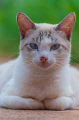 animals, cat, pet, portrait