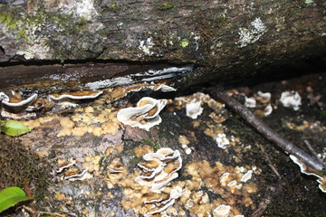 hongos, bosque, patagonia, Chile, Carretera Austral, sur, árbol, árboles