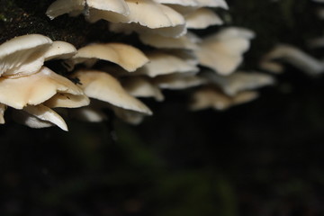 hongos, bosque, patagonia, Chile, Carretera Austral, sur, árbol, árboles