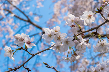 綺麗な桜