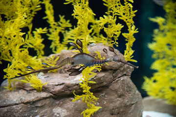 Oceanarium aquarium of Lisbon, large collection of marine species.