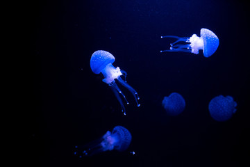 Oceanarium aquarium of Lisbon, large collection of marine species.
