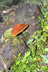 hongos, bosque, patagonia, Chile, Carretera Austral, sur, árbol, árboles