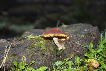 hongos, bosque, patagonia, Chile, Carretera Austral, sur, árbol, árboles