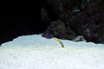 Oceanarium aquarium of Lisbon, large collection of marine species.