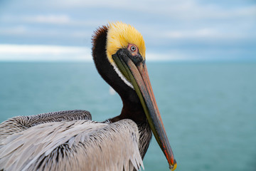 clearwater beach fl, pelican
