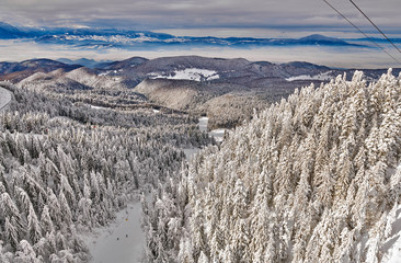 Pine forest covered in snow on winter season,Mountain landscape in Poiana Brasov, Transylvania,Romania