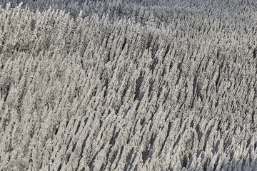 Pine forest covered in snow on winter season,Mountain landscape in Poiana Brasov, Transylvania,Romania