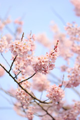 桜 （江戸彼岸）
