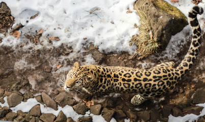 animal