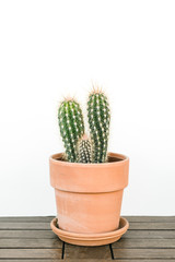 Weberbauerocereus Cactaceae , green cactus plant with long thorns in terracotta pot on wooden table in front of white background with copy space