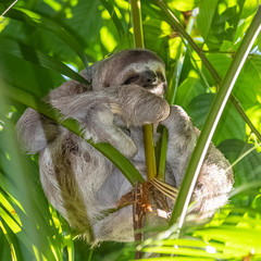 Brown-throated Sloth, Bradypus Variegatus, sloth sleeping on a tree in Costa Rica © Pascale Gueret