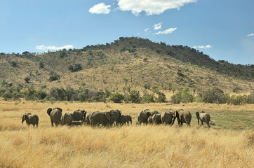 Obraz premium Elephants at Pilanesberg National Park, North West Province, South Africa