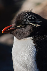 Naklejka premium Rockhopper