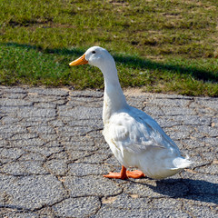 white duck at park