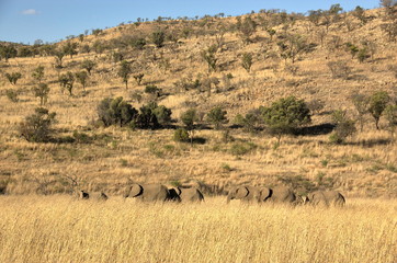 Fototapeta na wymiar Elephants at Pilanesberg National Park, North West Province, South Africa