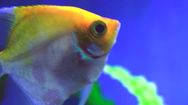 Various colorful exotic fishes swim in the aquarium