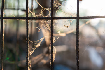 The dog cage that is rusty and has spider webs close up