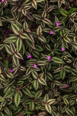 Tiny purple flowers on green leaves pattern