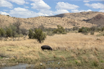 Hippopotamus at Pilanesberg National Park, North West Province, South Africa