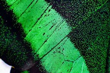 wing part of green butterfly macro on white background.