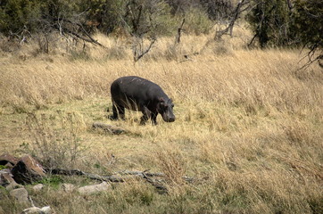 Hippopotamus at Pilanesberg National Park, North West Province, South Africa