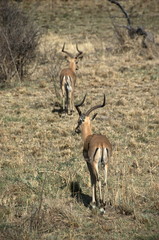 Impala at Pilanesberg National Park, North West Province, South Africa