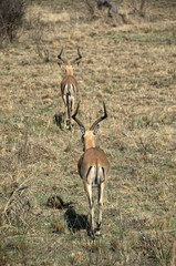 Impala at Pilanesberg National Park, North West Province, South Africa