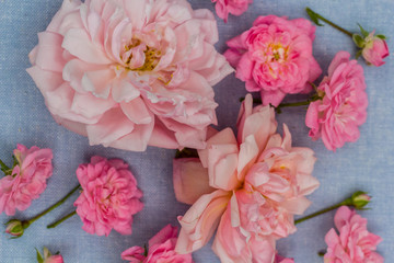 Fototapeta na wymiar Romantic, rosies on the blue background