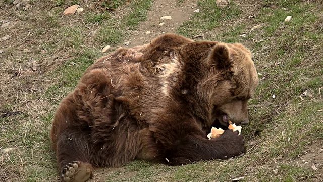 The brown bear spotted on grass, possessing a bread and eating it