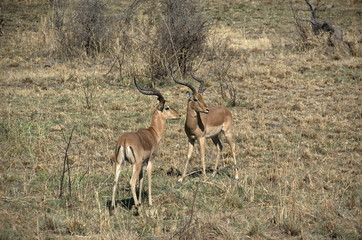 Impala at Pilanesberg National Park, North West Province, South Africa