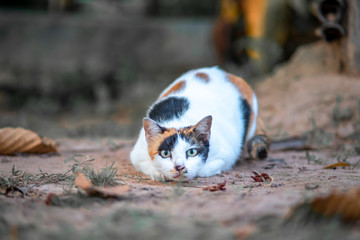 A tri-colored cat is crouching on the ground and staring at its prey. She is ready for the attack.