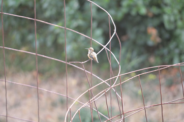 Rufous hummingbird