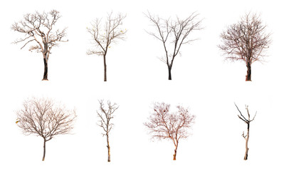 Set of dead tree isolated on white background