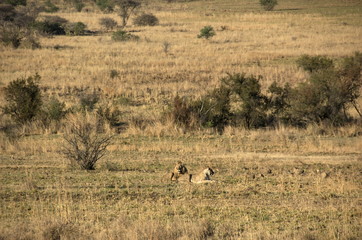 Obraz na płótnie Canvas Lion at Pilanesberg National Park, North West Province, South Africa
