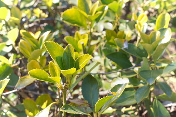 Green young leaf