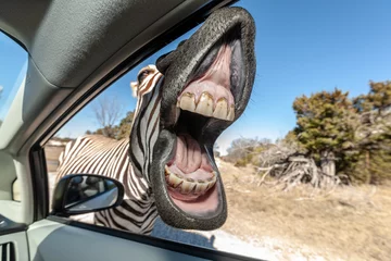 Rolgordijnen Laughing zebra © luis sandoval