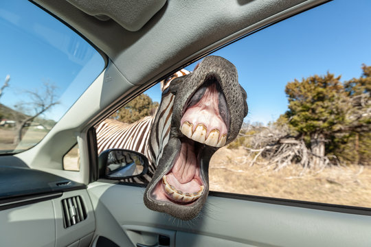 Laughing Zebra