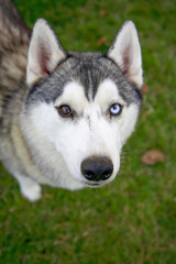 Young grey-and-white siberian husky is curiously looking at the camera while playing in the park.