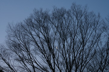 Tokyo,Japan-March 2, 2019: A crescent moon beyond a bald tree in Tokyo at dawn